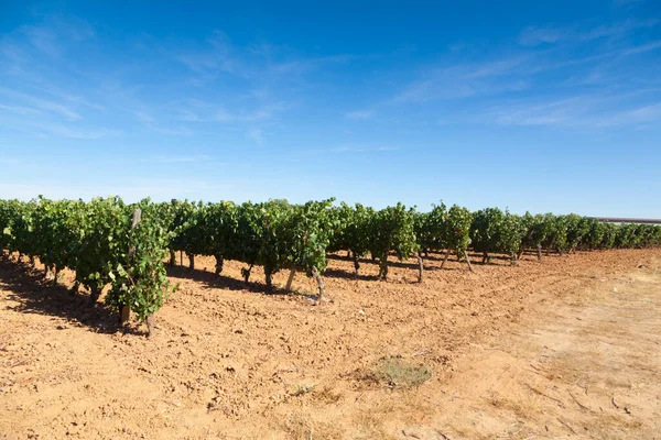 stock image Vineyards landscape from Duero viticulture area, Spain. Agricultural spanish panorama