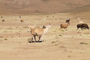 Bolivya Lama 'sı Andean Platosu, Bolivya' da çoğalıyor