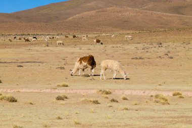 Bolivya Lama 'sı Andean Platosu, Bolivya' da çoğalıyor
