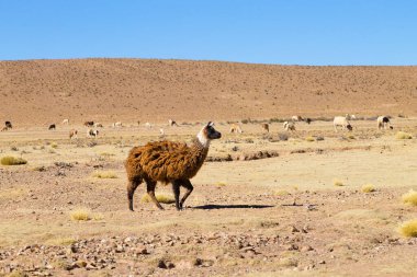 Bolivya Lama 'sı Andean Platosu, Bolivya' da çoğalıyor