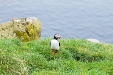 Doğu İzlanda, Borgarfjordur fiyortundan Atlantik martısı. İzlanda yaban hayatı. Sıradan martı. Kardeş arktika
