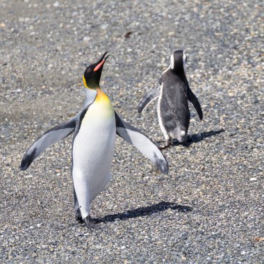 Ushuaia 'daki Martillo adasındaki Kral penguen. Tierra del Fuego Ulusal Parkı. Şili 'deki vahşi yaşam