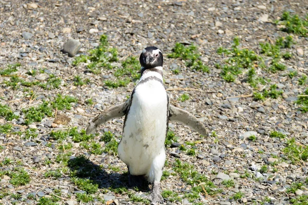 Magellanský Tučňák Pláži Ostrově Martillo Ushuaia Národní Park Tierra Del — Stock fotografie