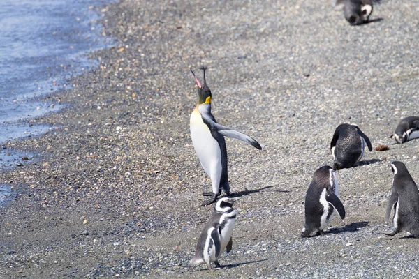 Кинг Пингвин Пляже Острова Мартильо Ушуайя Национальный Парк Огненная Земля — стоковое фото