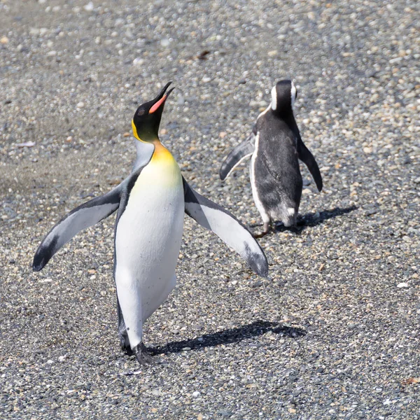 Кинг Пингвин Пляже Острова Мартильо Ушуайя Национальный Парк Огненная Земля Стоковое Фото
