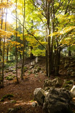 Ağaçlar Sonbahar sezonu arka planda. Doğada güzellik. Sonbahar lansdscape
