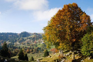 Ağaçlar Sonbahar sezonu arka planda. Doğada güzellik. Sonbahar lansdscape