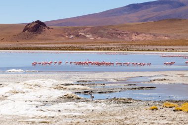 Laguna Hedionda flamingoları, Bolivya. Ve bir de vahşi yaşam. Bolivya gölü
