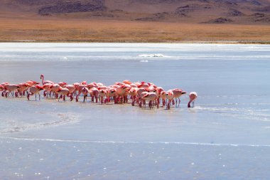 Laguna Hedionda flamingoları, Bolivya. Ve bir de vahşi yaşam. Bolivya gölü