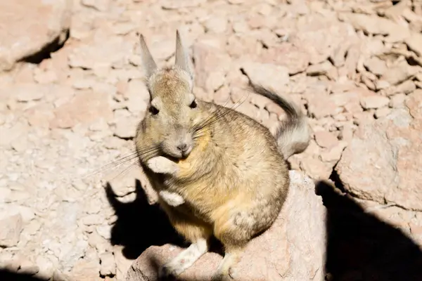 ボリビア南部のビスカチャ ボリビアの野生生物 — ストック写真