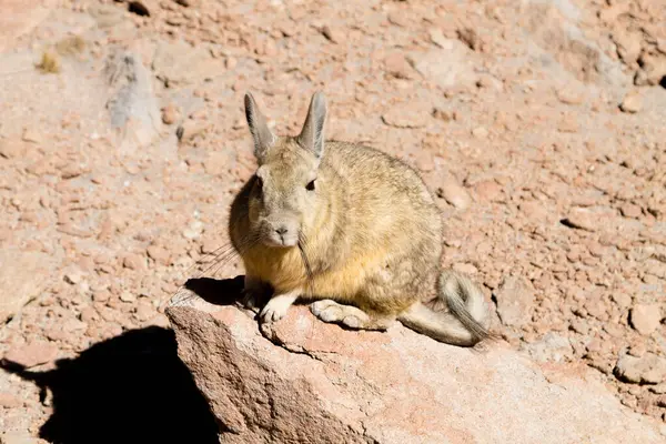 Viscacha Sud Bolivie Faune Bolivienne — Photo