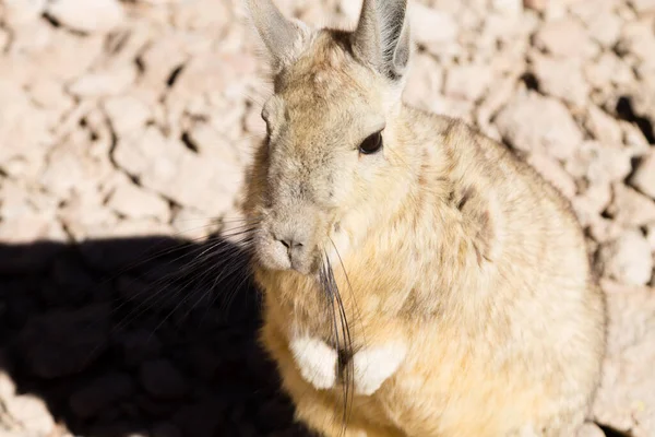 ボリビア南部のビスカチャ ボリビアの野生生物 — ストック写真
