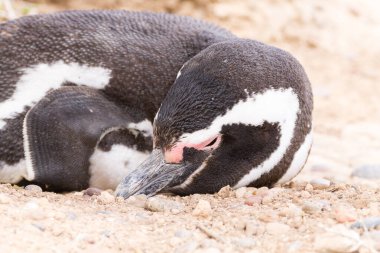 Magellanic penguenleri yakın çekim. Punta Tombo penguen kolonisi, Patagonya, Arjantin