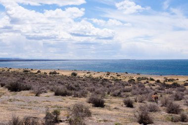 Punta Tombo plaj manzarası, Patagonya manzarası, Arjantin