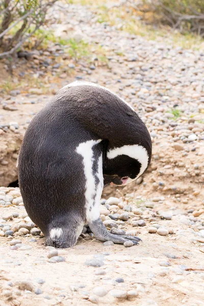 Магелланов Пингвин Крупным Планом Penta Tombo Penguin Colony Patagonia Argentina — стоковое фото
