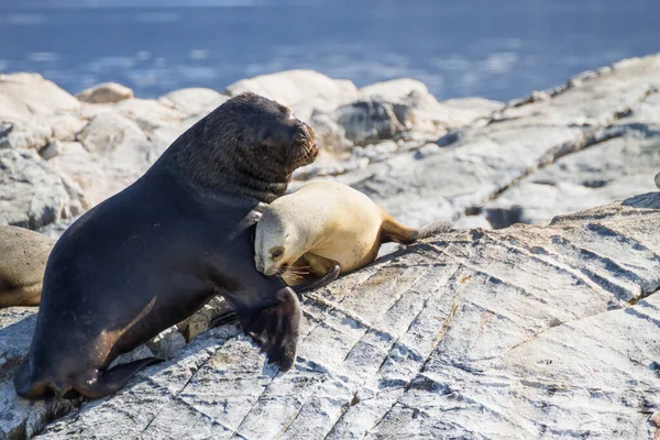 Beagle Kanalı 'ndaki Güney Amerika deniz aslanı kolonisi, Arjantin vahşi yaşamı. Doğanın mühürleri. Ushuaia