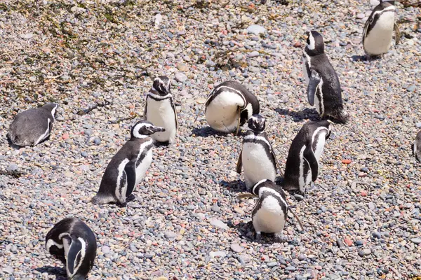 Pingüinos Magallánicos Colonia Pingüinos Punta Tombo Patagonia Argentina — Foto de Stock