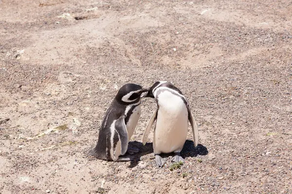 マゼランペンギンが接近中 プンタ トゥンボペンギンコロニー パタゴニア アルゼンチン — ストック写真
