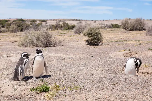 Magellanpinguin Aus Nächster Nähe Punta Tombo Pinguinkolonie Patagonien Argentinien — Stockfoto