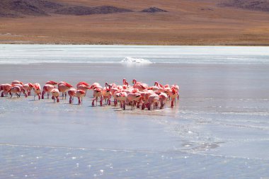 Laguna Hedionda flamingoları, Bolivya. Ve bir de vahşi yaşam. Bolivya gölü