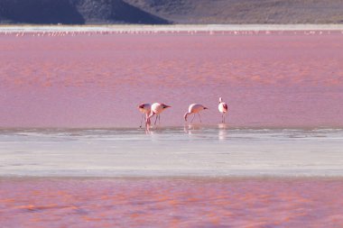 Laguna Colorada flamingos, Bolivia. Puna flamingo. Andean wildlife. Red lagoon clipart