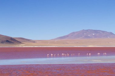 Laguna Colorada flamingolar, Bolivya. Platolarının flamingo. And yaban hayatı. Kırmızı lagoon