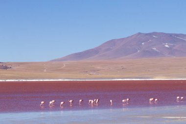 Laguna Colorada flamingolar, Bolivya. Platolarının flamingo. And yaban hayatı. Kırmızı lagoon