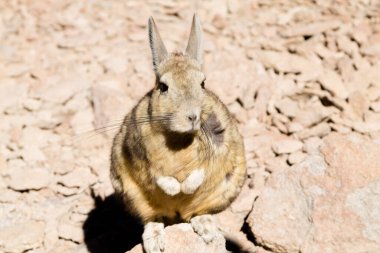 Bolivya 'dan Güney Viscacha. Bolivya yaban hayatı