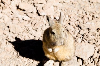 Bolivya 'dan Güney Viscacha. Bolivya yaban hayatı