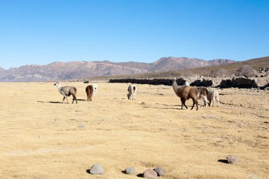 Bolivya Lama 'sı Andean Platosu, Bolivya' da çoğalıyor