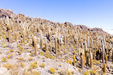 Bolivya 'nın İncahuasi adasından Salar de Uyuni manzarası. Dünyadaki en büyük tuz düzlüğü. Bolivya manzarası