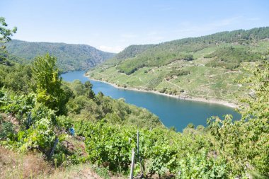 Ribeira Sacra şarap bölgesinden, Galiçya 'dan üzüm bağları manzarası. Kahraman eklem.