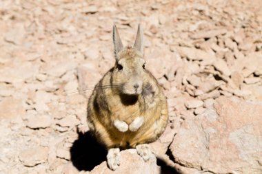 Bolivya 'dan Güney Viscacha. Bolivya yaban hayatı