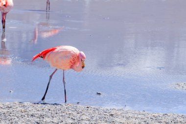 Laguna Hedionda flamingoları, Bolivya. Ve bir de vahşi yaşam. Bolivya gölü