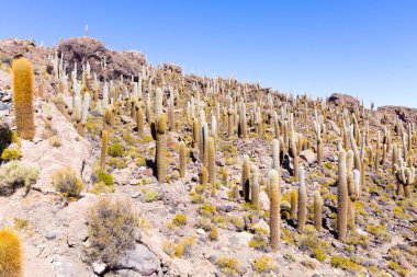 Bolivya 'nın İncahuasi adasından Salar de Uyuni manzarası. Dünyadaki en büyük tuz düzlüğü. Bolivya manzarası
