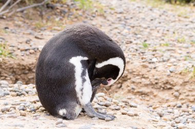 Magellanic penguenleri yakın çekim. Punta Tombo penguen kolonisi, Patagonya, Arjantin