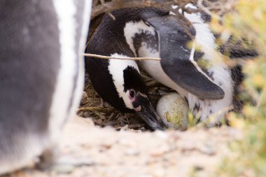 Macellan penguen kuluçka yumurtası. Punta Tombo penguen kolonisi, Patagonya, Arjantin