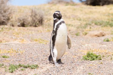 Magellanic penguenleri yakın çekim. Punta Tombo penguen kolonisi, Patagonya, Arjantin
