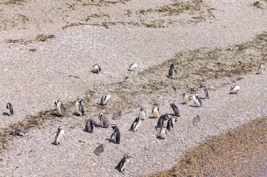 Macellan penguenleri. Punta Tombo penguen kolonisi, Patagonya, Arjantin