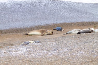 Elephant seals on Caleta Valdes beach, Patagonia, Argentina. Argentinian wildlife clipart