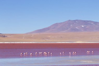 Laguna Colorada flamingos, Bolivia. Puna flamingo. Andean wildlife. Red lagoon clipart