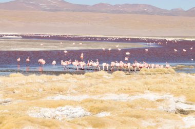 Laguna Colorada flamingolar, Bolivya. Platolarının flamingo. And yaban hayatı. Kırmızı lagoon