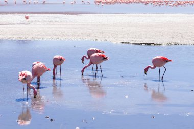 Laguna Hedionda flamingoları, Bolivya. Ve bir de vahşi yaşam. Bolivya gölü