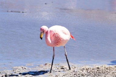 Laguna Hedionda flamingoları, Bolivya. Ve bir de vahşi yaşam. Bolivya gölü