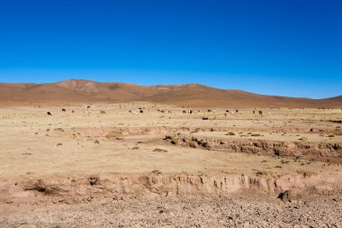 Bolivya Lama 'sı Andean Platosu, Bolivya' da çoğalıyor