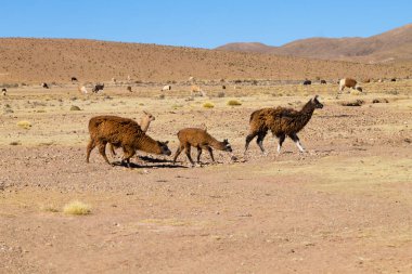 Bolivian llama breeding on Andean plateau,Bolivia clipart