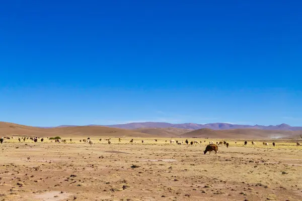 stock image Bolivian llama breeding on Andean plateau,Bolivia