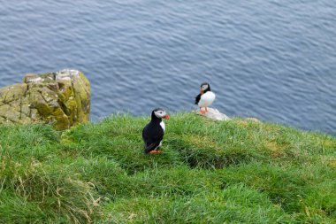 Doğu İzlanda, Borgarfjordur fiyortundan Atlantik martısı. İzlanda yaban hayatı. Sıradan martı. Kardeş arktika