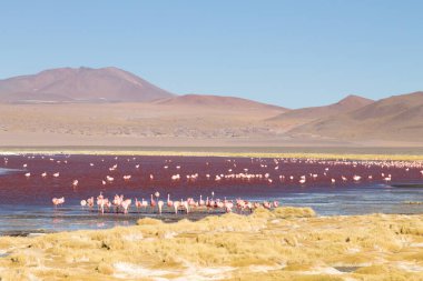 Laguna Colorada flamingolar, Bolivya. Platolarının flamingo. And yaban hayatı. Kırmızı lagoon