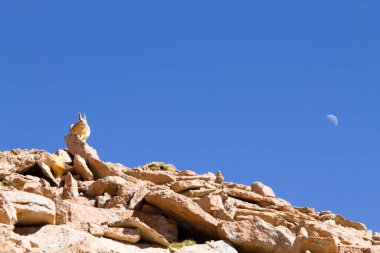 Southern viscacha from Bolivia. Bolivian wildlife clipart